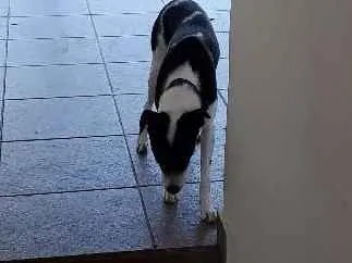 Cachorro ra a Sem raca idade 1 ano nome Akila