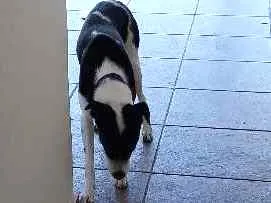 Cachorro ra a Sem raca idade 1 ano nome Akila