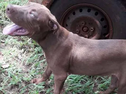 Cachorro raça Pitbull idade 2 a 6 meses nome Thor