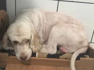 Cachorro raça cocker spaniel Com poodle idade 6 ou mais anos nome Betowen