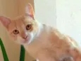 ALEMÃO