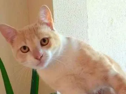 Gato ra a SEM RAÇA idade 1 ano nome ALEMÃO