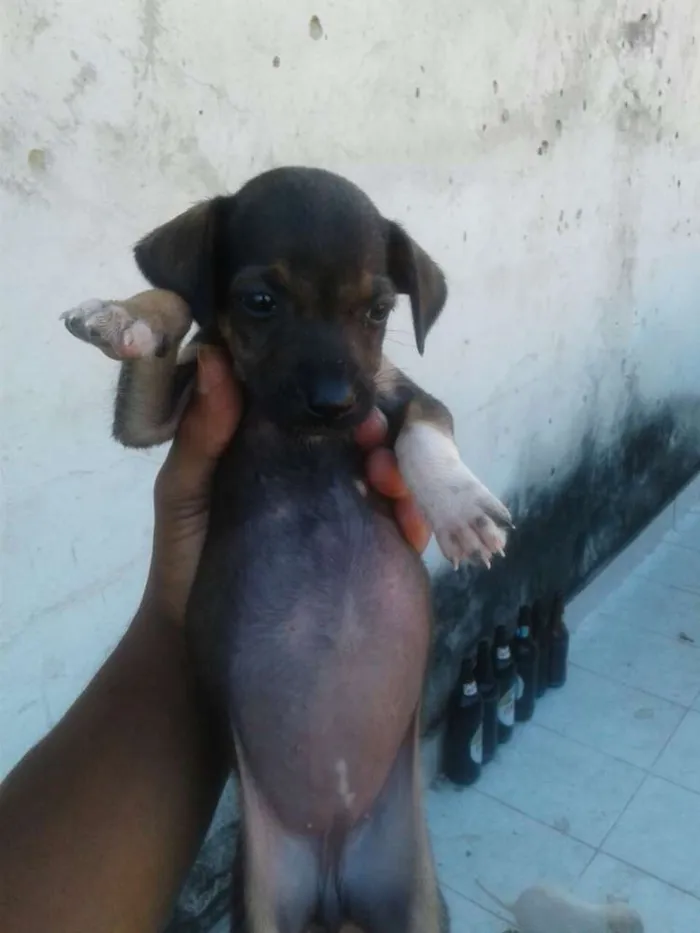 Cachorro ra a Vira-lata  idade 2 a 6 meses nome Bbs