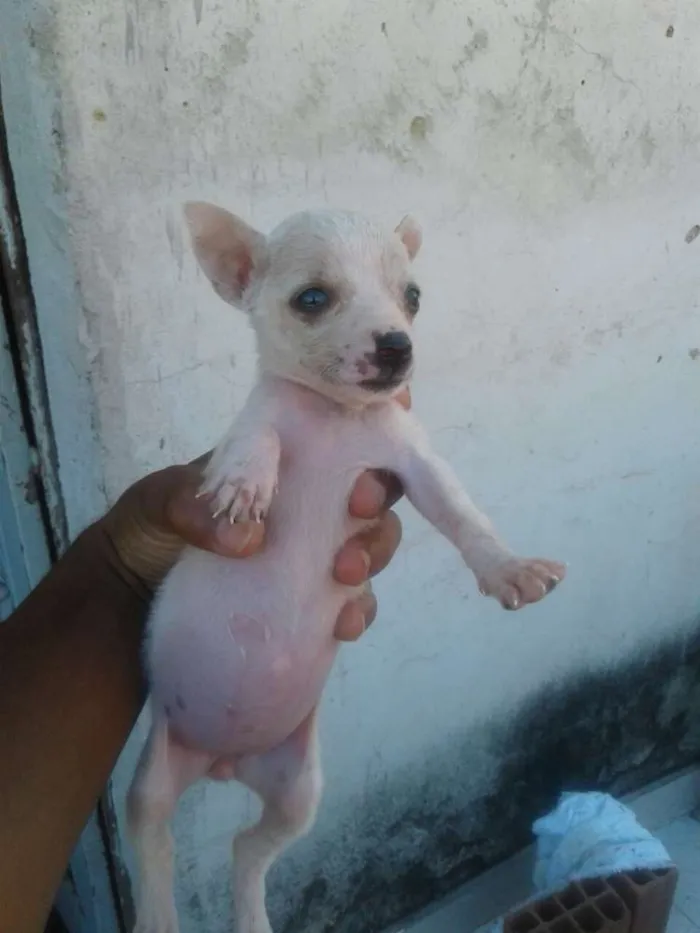 Cachorro ra a Vira-lata  idade 2 a 6 meses nome Bbs