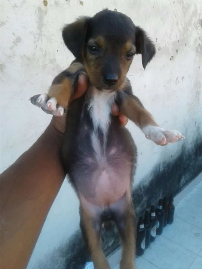 Cachorro ra a Vira-lata  idade 2 a 6 meses nome Bbs
