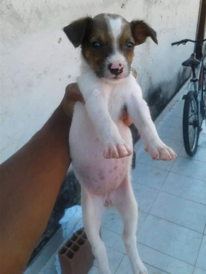 Cachorro ra a Vira-lata  idade 2 a 6 meses nome Bbs
