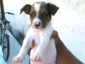Cachorro raça Vira-lata  idade 2 a 6 meses nome Bbs