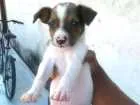 Cachorro raça Vira-lata  idade 2 a 6 meses nome Bbs