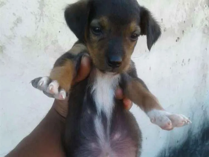 Cachorro ra a Vira-lata  idade 2 a 6 meses nome Bbs