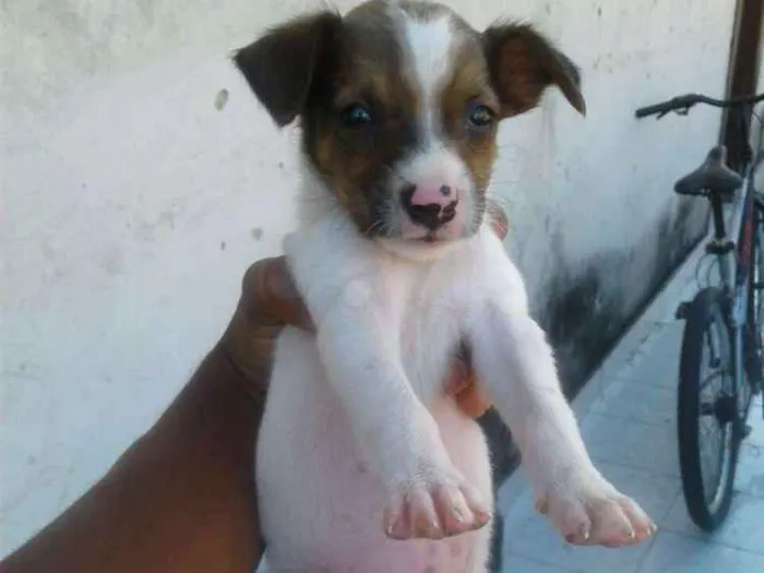Cachorro ra a Vira-lata  idade 2 a 6 meses nome Bbs