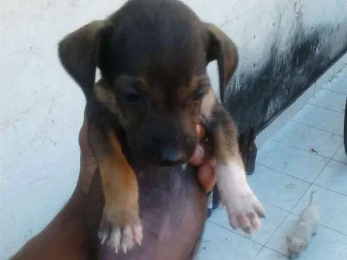 Cachorro ra a Vira-lata  idade 2 a 6 meses nome Bbs
