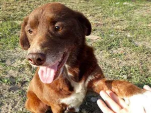 Cachorro raça SRD idade 5 anos nome TODDYNHO