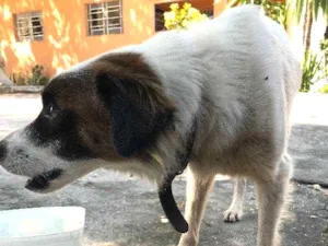 Cachorro raça Não Sei idade 1 ano nome Sem nome