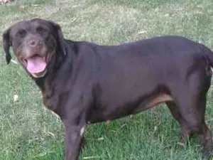 Cachorro raça Sem raça definida  idade 3 anos nome Mel