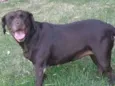 Mel