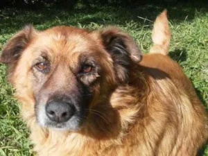 Cachorro raça SRD idade 3 anos nome Boris