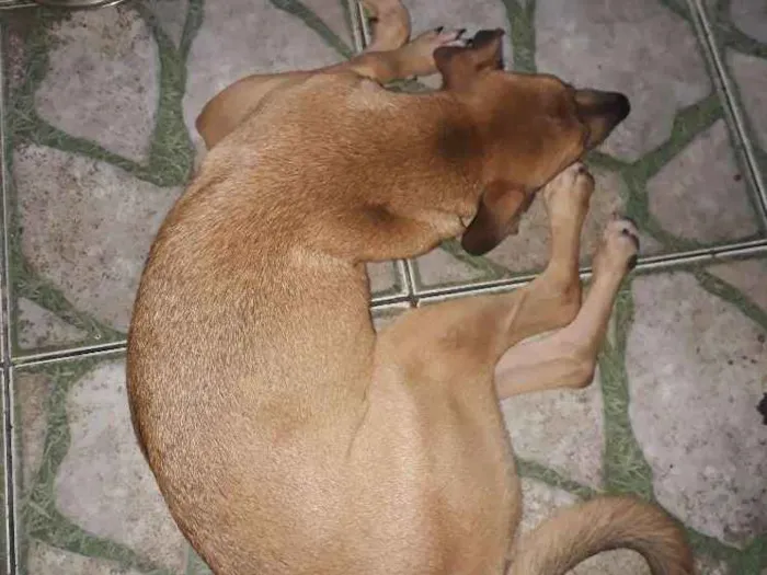 Cachorro ra a Vira lata idade 1 ano nome Sucata