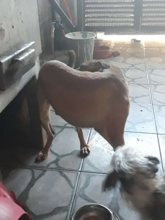 Cachorro ra a Vira lata idade 1 ano nome Sucata