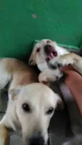 Thor e Bolt