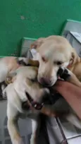 Thor e Bolt