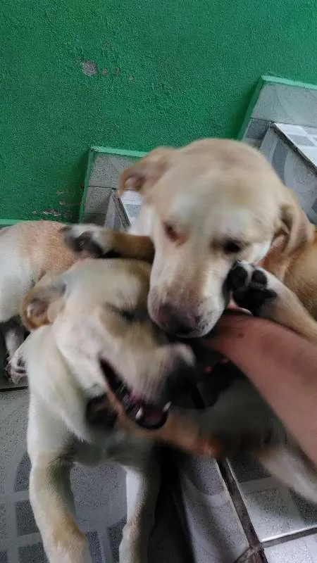 Cachorro ra a Labrador com Vira Lata idade 7 a 11 meses nome Thor e Bolt