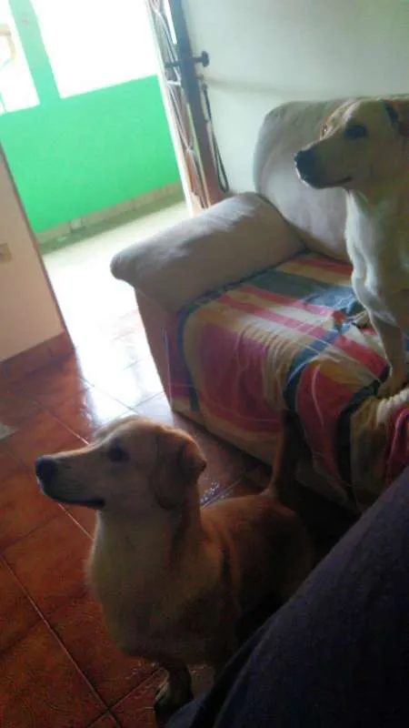 Cachorro ra a Labrador com Vira Lata idade 7 a 11 meses nome Thor e Bolt