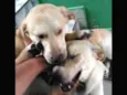 Thor e Bolt