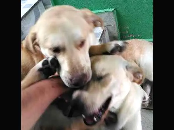 Cachorro ra a Labrador com Vira Lata idade 7 a 11 meses nome Thor e Bolt