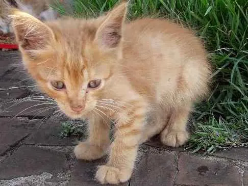 Gato ra a  idade 2 a 6 meses nome Amarelim