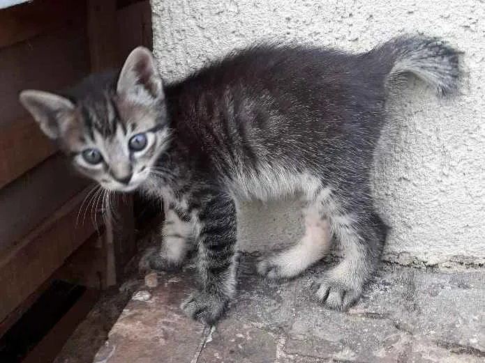 Gato ra a  idade 2 a 6 meses nome Ferruge