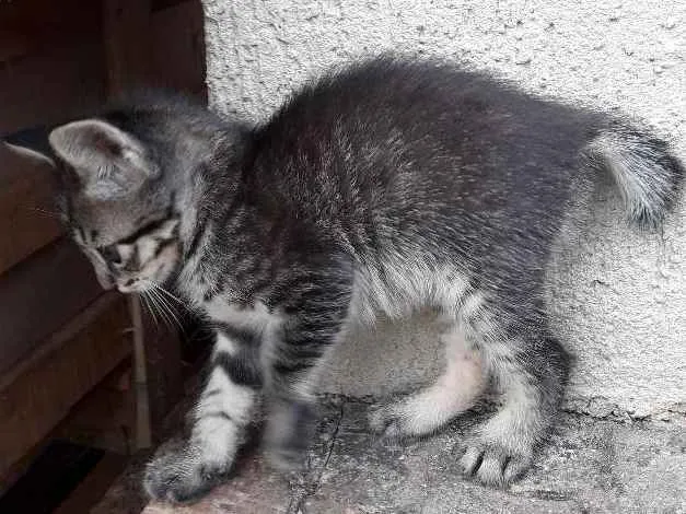 Gato ra a  idade 2 a 6 meses nome Ferruge