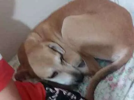 Cachorro ra a Vira Lata idade 2 a 6 meses nome Belinha