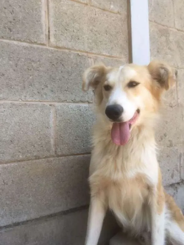 Cachorro ra a SRD idade 4 anos nome BILLY