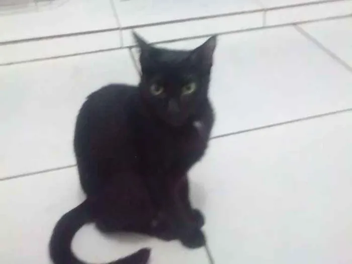 Gato ra a Nda idade 7 a 11 meses nome Neo
