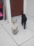 Neo