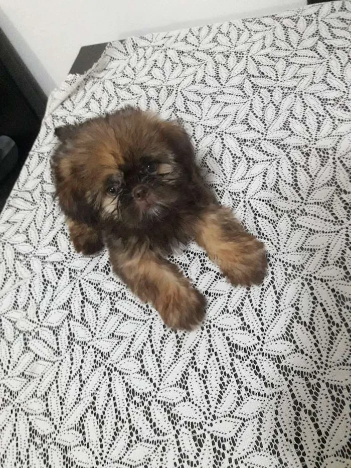 Cachorro ra a Shih tzu idade 2 a 6 meses nome Nick