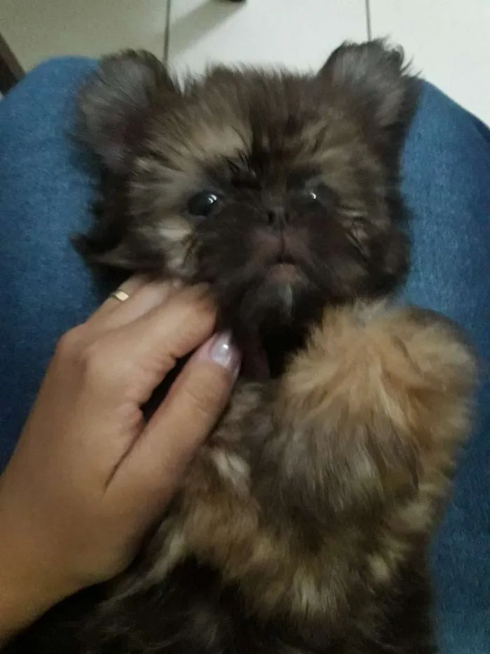 Cachorro ra a Shih tzu idade 2 a 6 meses nome Nick