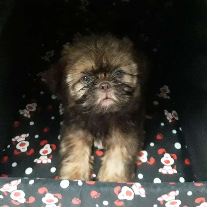 Cachorro ra a Shih tzu idade 2 a 6 meses nome Nick