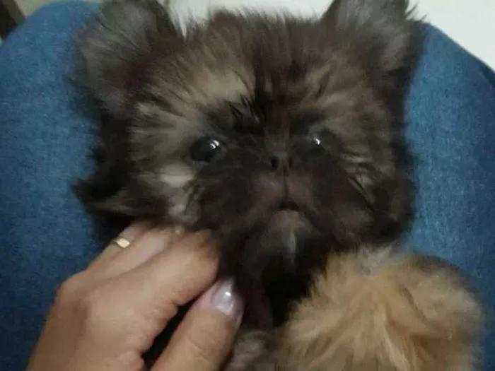 Cachorro ra a Shih tzu idade 2 a 6 meses nome Nick