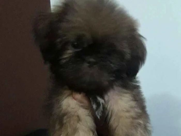 Cachorro ra a Shih tzu idade 2 a 6 meses nome Nick