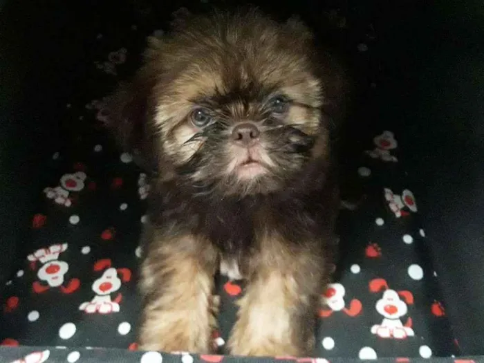 Cachorro ra a Shih tzu idade 2 a 6 meses nome Nick