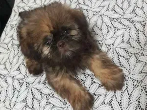 Cachorro raça Shih tzu idade 2 a 6 meses nome Nick