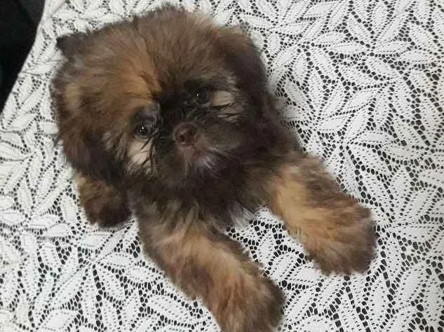 Cachorro ra a Shih tzu idade 2 a 6 meses nome Nick