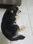 Tiquinha