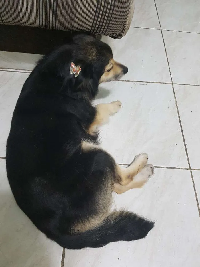 Cachorro ra a Bothercolie misturado idade 6 ou mais anos nome Tiquinha