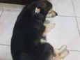 Tiquinha