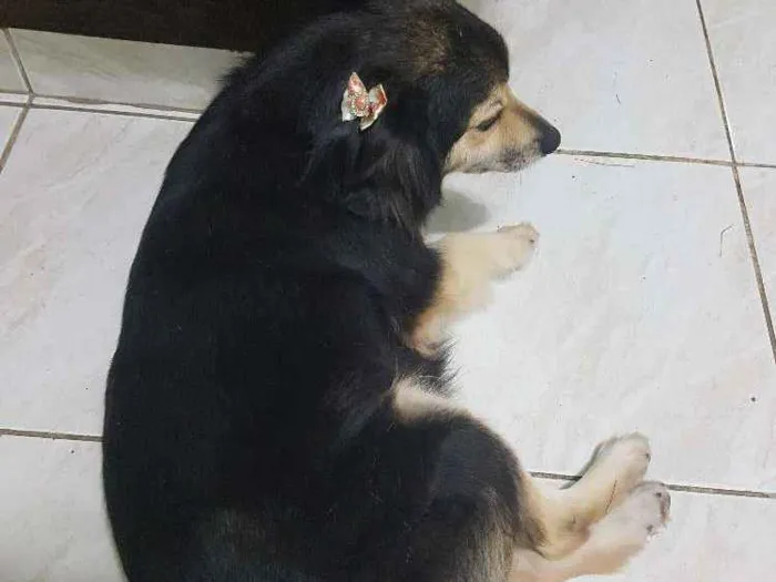 Cachorro ra a Bothercolie misturado idade 6 ou mais anos nome Tiquinha