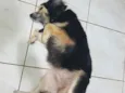 Tiquinha