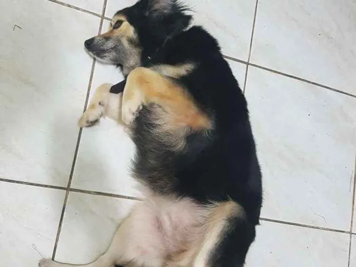 Cachorro ra a Bothercolie misturado idade 6 ou mais anos nome Tiquinha
