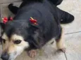 Tiquinha